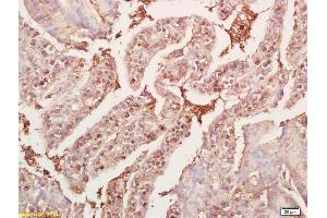 Formalin-fixed and paraffin embedded mouse small intestine labeled Anti-GDF8/MSTN Polyclonal Antibody, Unconjugated (ABIN674469) at 1:200, followed by conjugation to the secondary antibody and DAB staining (MSTN antibody  (AA 281-375))