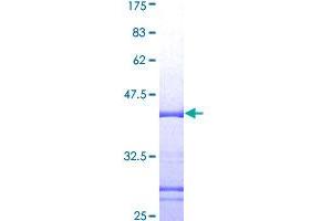 POLR2F Protein (AA 28-127) (GST tag)