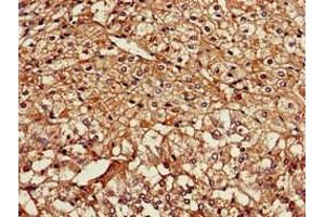 Immunohistochemistry of paraffin-embedded human adrenal gland tissue using ABIN7161410 at dilution of 1:100 (NPSR1 antibody  (AA 1-52))