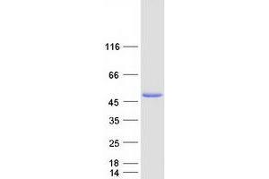 Validation with Western Blot (PAAF1 Protein (Myc-DYKDDDDK Tag))