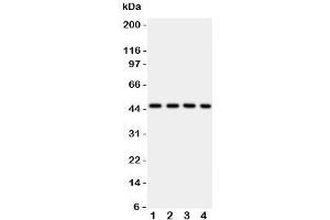 Western blot testing of PDK2 antbody on Lane 1: rat heart;  2: HeLa;  3: SW620;  4: MCF-7 cell lysate.