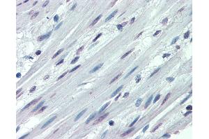 Anti-ITGA3 / CD49c antibody IHC of human colon, smooth muscle. (ITGA3 antibody  (N-Term))