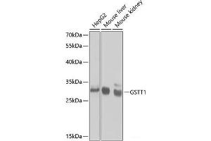 Western blot analysis of extracts of various cell lines using GSTT1 Polyclonal Antibody at dilution of 1:1000. (GSTT1 antibody)