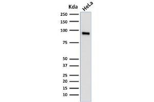 Western Blot Analysis of human HeLa cell lysate using TLE1 Mouse Monoclonal Antibody (TLE1/2062).