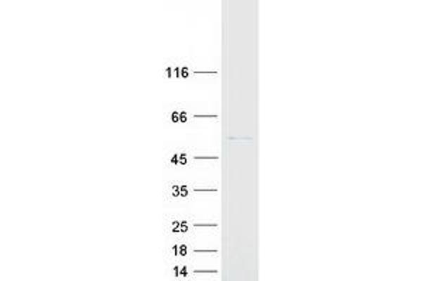 CYP2R1 Protein (Myc-DYKDDDDK Tag)
