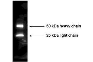 Western Blot of  Anti-Mouse IgG Antibody Peroxidase Conjugated detecting mouse IgG. (Rabbit anti-Mouse IgG (Heavy & Light Chain) Antibody (HRP))