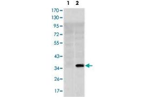 Western blot analysis using SLC22A1 monoclonal antobody, clone 2C5  against HEK293 (1) and SLC22A1-hIgGFc transfected HEK293 (2) cell lysate.