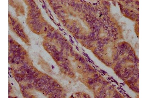 PPCDC antibody  (AA 51-183)