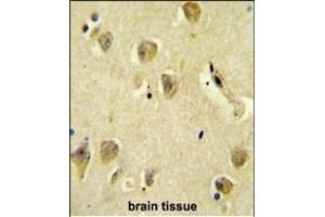 R14C Antibody (C-term) (ABIN654110 and ABIN2843992) immunohistochemistry analysis in formalin fixed and paraffin embedded human brain tissue followed by peroxidase conjugation of the secondary antibody and DAB staining. (PPP1R14C antibody  (C-Term))