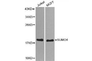 Western blot analysis of extracts of various cell lines, using SUMO4 antibody. (SUMO4 antibody)