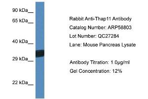 Western Blotting (WB) image for anti-THAP Domain Containing 11 (THAP11) (C-Term) antibody (ABIN2787832)
