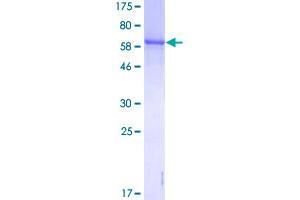 GLUL Protein (AA 1-373) (GST tag)
