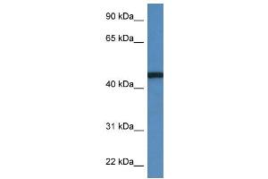 WB Suggested Anti-RRS1 AntibodyTitration: 1. (RRS1 antibody  (C-Term))