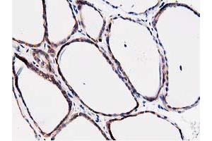 Image no. 8 for anti-Striatin Interacting Protein 1 (STRIP1) antibody (ABIN1498204)