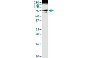 Immunoprecipitation of DVL3 transfected lysate using anti-DVL3 MaxPab rabbit polyclonal antibody and Protein A Magnetic Bead , and immunoblotted with DVL3 purified MaxPab mouse polyclonal antibody (B01P) . (DVL3 antibody  (AA 1-716))