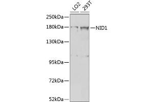 Western blot analysis of extracts of various cell lines, using NID1 antibody (ABIN6128383, ABIN6144626, ABIN6144627 and ABIN6224374) at 1:1000 dilution. (Nidogen 1 antibody  (AA 110-400))