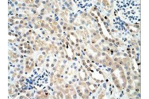 Image no. 1 for anti-Forkhead Box K1 (Foxk1) (AA 501-550) antibody (ABIN202818) (Foxk1 antibody  (AA 501-550))