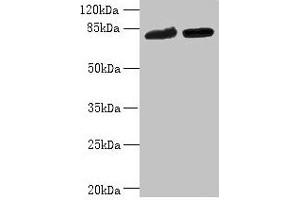 Western blot All lanes: DDHD2 antibody at 10 μg/mL Lane 1: K562 whole cell lysate Lane 2: U251 whole cell lysate Secondary Goat polyclonal to rabbit IgG at 1/10000 dilution Predicted band size: 82, 38 kDa Observed band size: 82 kDa (DDHD2 antibody  (AA 361-650))