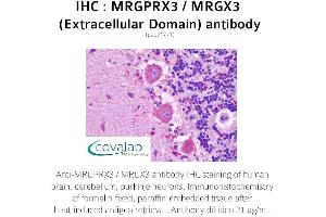 Image no. 1 for anti-MAS-Related GPR, Member X3 (MRGPRX3) (1st Extracellular Domain) antibody (ABIN1737077) (MRGPRX3 antibody  (1st Extracellular Domain))