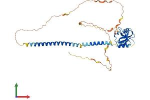 AlphaFold protein structure predicition of Human Recombinant CLEC17A Protein, UniprotID Q6ZS10