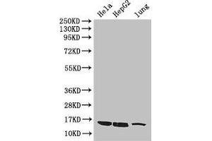 Western Blot Positive WB detected in: Hela whole cell lysate, HepG2 whole cell lysate, Mouse lung tissue All lanes: CISD2 antibody at 3 μg/mL Secondary Goat polyclonal to rabbit IgG at 1/50000 dilution Predicted band size: 16 kDa Observed band size: 16 kDa