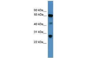WB Suggested Anti-CANX Antibody Titration: 1.
