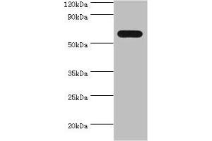 Western blot All lanes: PAX7 antibody at 4 μg/mL + 293T whole cell lysate Secondary Goat polyclonal to rabbit IgG at 1/10000 dilution Predicted band size: 56, 57 kDa Observed band size: 56 kDa (PAX7 antibody  (AA 291-520))