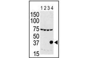 Western blot: Aurora C antibody staining of lysates of 293 cells expressing Flag tag (Lane 1), Flag-tagged Aurora A (Lane 2), Flag-tagged Aurora B (Lane 3) or Flag-tagged Aurora C (Lane 4). (Aurora Kinase C antibody  (N-Term))