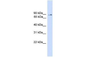 PIK3R5 antibody used at 0. (PIK3R5 antibody  (Middle Region))