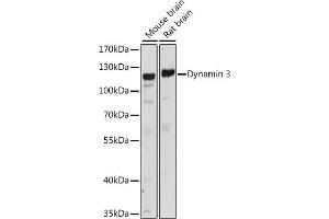 Western blot analysis of extracts of various cell lines, using Dynamin 3 antibody  at 1:1000 dilution. (Dynamin 3 antibody  (AA 410-555))