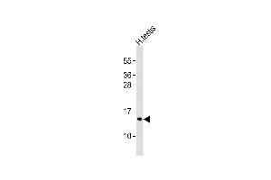 Anti-PCP2 Antibody (Center)at 1:1000 dilution + human testis lysates Lysates/proteins at 20 μg per lane. (Pcp2 antibody  (AA 91-125))