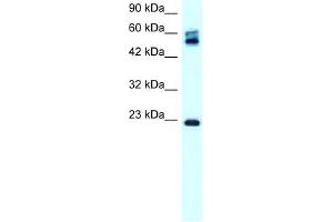 Claudin 8 antibody used at 0. (CLDN8 antibody  (C-Term))