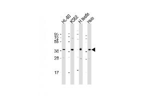 All lanes : Anti-PRSS21 Antibody (N-Term) at 1:1000-1:2000 dilution Lane 1: HL-60 whole cell lysate Lane 2: K562 whole cell lysate Lane 3: human testis lysate Lane 4: Hela whole cell lysate Lysates/proteins at 20 μg per lane. (PRSS21 antibody  (AA 20-54))