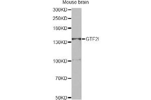 Western blot analysis of extracts of mouse brain, using GTF2I antibody. (GTF2I antibody)