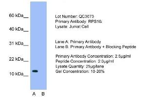 Host: Rabbit  Target Name: RPS16  Sample Tissue: Jurkat cell lysatesLane A:  Primary Antibody Lane B:  Primary Antibody + Blocking Peptide Primary Antibody Concentration: 2. (RPS16 antibody  (N-Term))