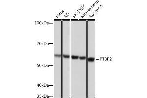 Western blot analysis of extracts of various cell lines, using PTBP2 Rabbit mAb (ABIN7269465) at 1:1000 dilution. (PTBP2 antibody)