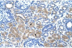 Human kidney (DCUN1D1 antibody  (N-Term))