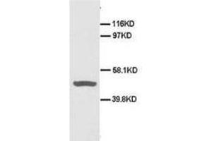 Western blot analysis of Hela cell lysis using CD40 antibody (CD40 antibody  (N-Term))
