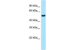 WB Suggested Anti-Wipf1 Antibody Titration: 1. (WIPF1 antibody  (N-Term))