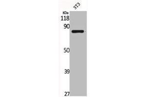 Western Blot analysis of NIH-3T3 cells using Catenin-γ Polyclonal Antibody (JUP antibody  (C-Term))