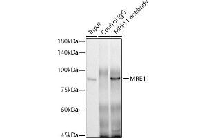 Immunoprecipitation analysis of 300 μg extracts of HeLa cells using 3 μg MRE11 antibody (ABIN6132361, ABIN6143992, ABIN6143993 and ABIN6218236). (Mre11 antibody  (AA 1-205))