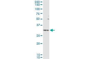 Immunoprecipitation of SLC25A5 transfected lysate using anti-SLC25A5 MaxPab rabbit polyclonal antibody and Protein A Magnetic Bead , and immunoblotted with SLC25A5 MaxPab mouse polyclonal antibody (B02) .