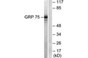 Western blot analysis of extracts from COS7 cells, using GRP75 Antibody.