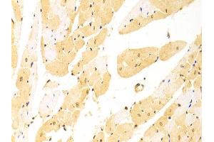 Immunohistochemistry of paraffin-embedded rat heart using STIP1 antibody at dilution of 1:100 (x400 lens).