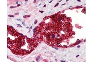 Anti-Band 3 antibody IHC of human placenta, erythrocytes. (Band 3/AE1 antibody  (N-Term))