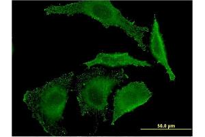 Immunofluorescence of monoclonal antibody to EREG on HeLa cell. (Epiregulin antibody  (AA 32-117))