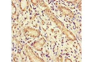 Immunohistochemistry (IHC) image for anti-Guanylate Cyclase 1 Soluble Subunit Alpha (GUCY1A1) (AA 20-152) antibody (ABIN7154769)
