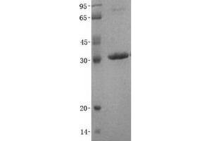 Validation with Western Blot (PPIC Protein (His tag))