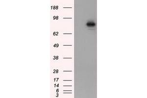 Image no. 5 for anti-Aryl Hydrocarbon Receptor Nuclear Translocator (ARNT) antibody (ABIN1496729) (ARNT antibody)