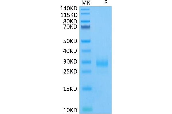 CD160 Protein (CD160) (AA 25-158) (His-Avi Tag)